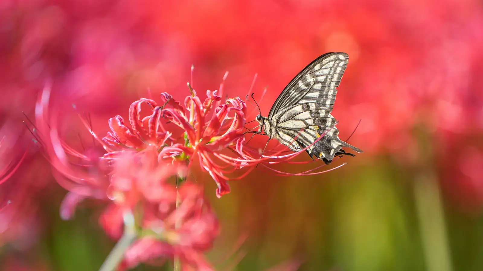 2025-06-19-22-38-57-2025-06-18-OHR.AsianSwallowtail_EN-US1924189362_UHD.jpg