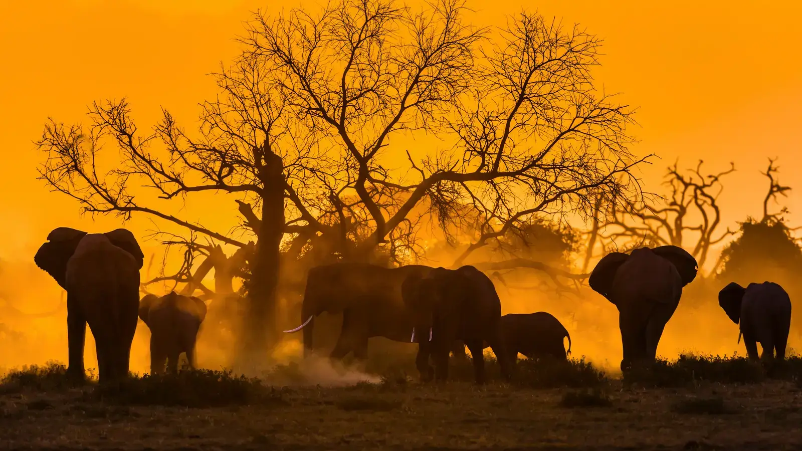 2026-08-12-OHR.ElephantDay_EN-US4280370948_UHD.jpg