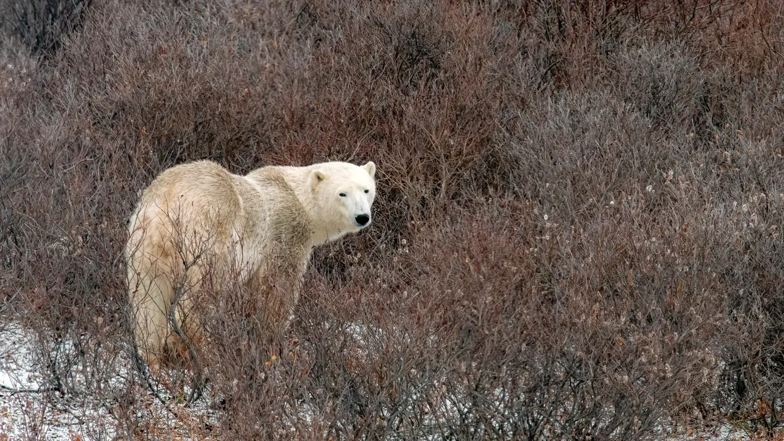 2025-11-07-OHR.WillowBear_EN-US6995170630_UHD.jpg