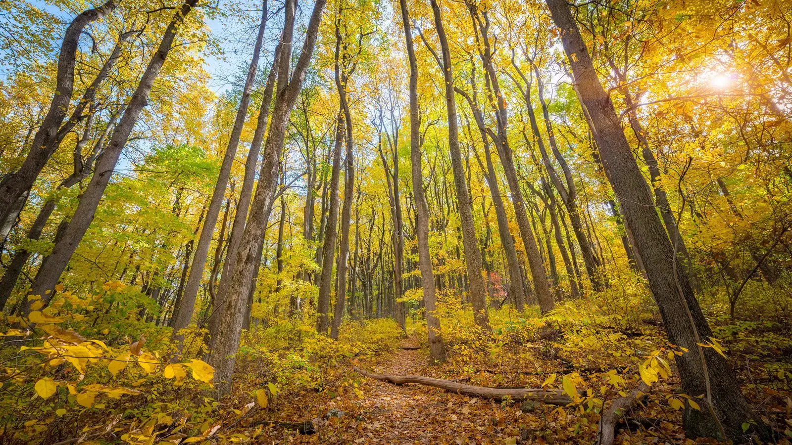 2025-11-17-OHR.ShenandoahTrail_EN-US8964689271_UHD.jpg