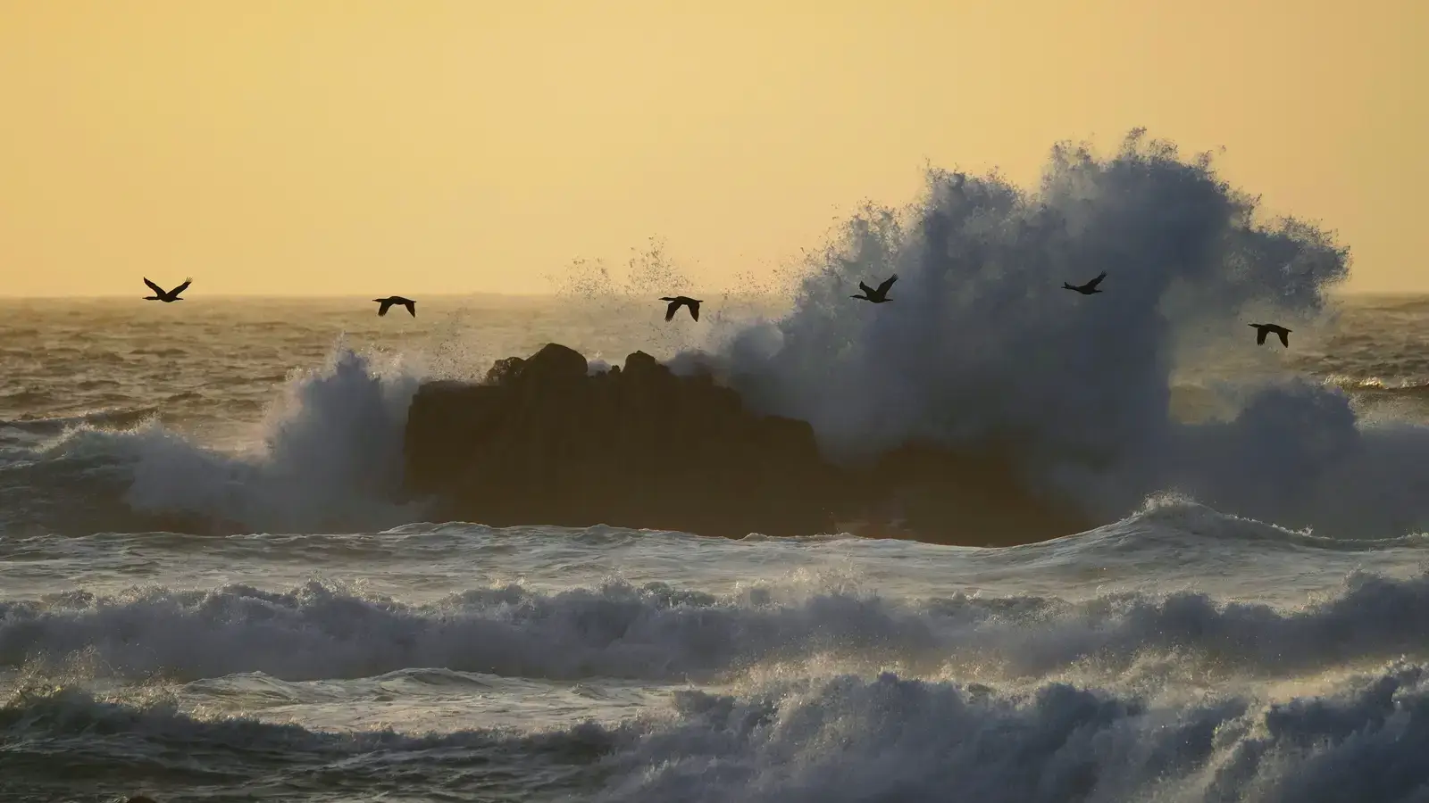 bing_OHR.CormorantsFlight_20261010_1.jpg