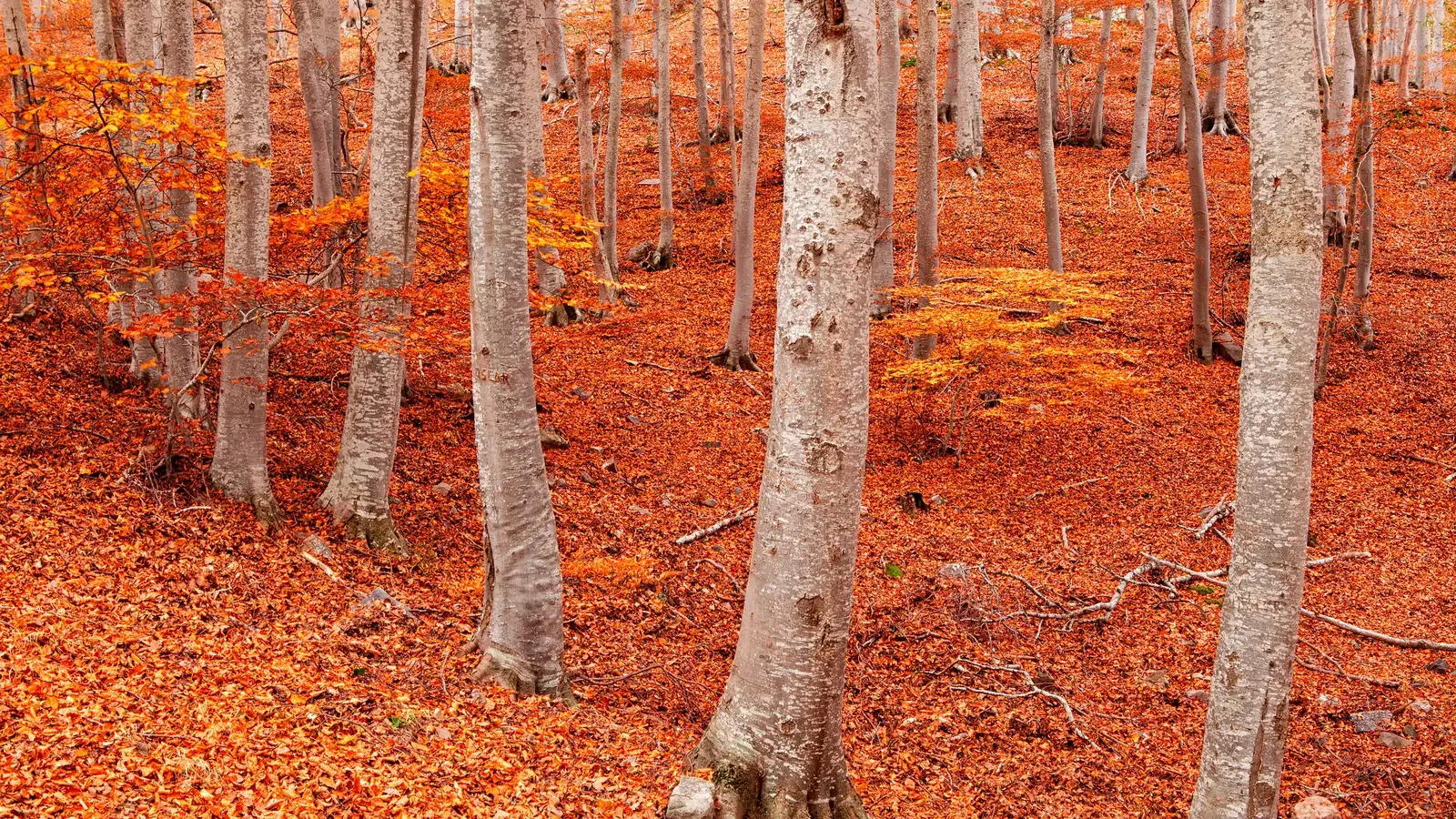 2025-11-05-OHR.MoncayoAutumn_EN-US1753631441_UHD.jpg