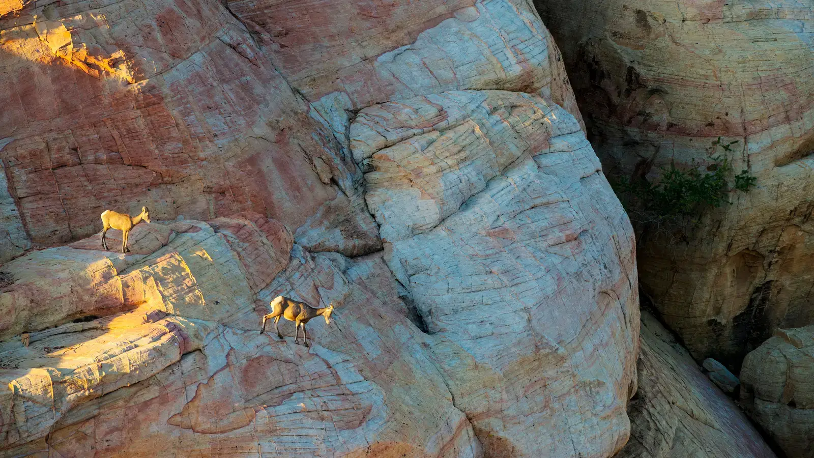 2025-06-19-22-39-12-2025-03-06-OHR.NevadaBigHorns_EN-US3434258986_UHD.jpg