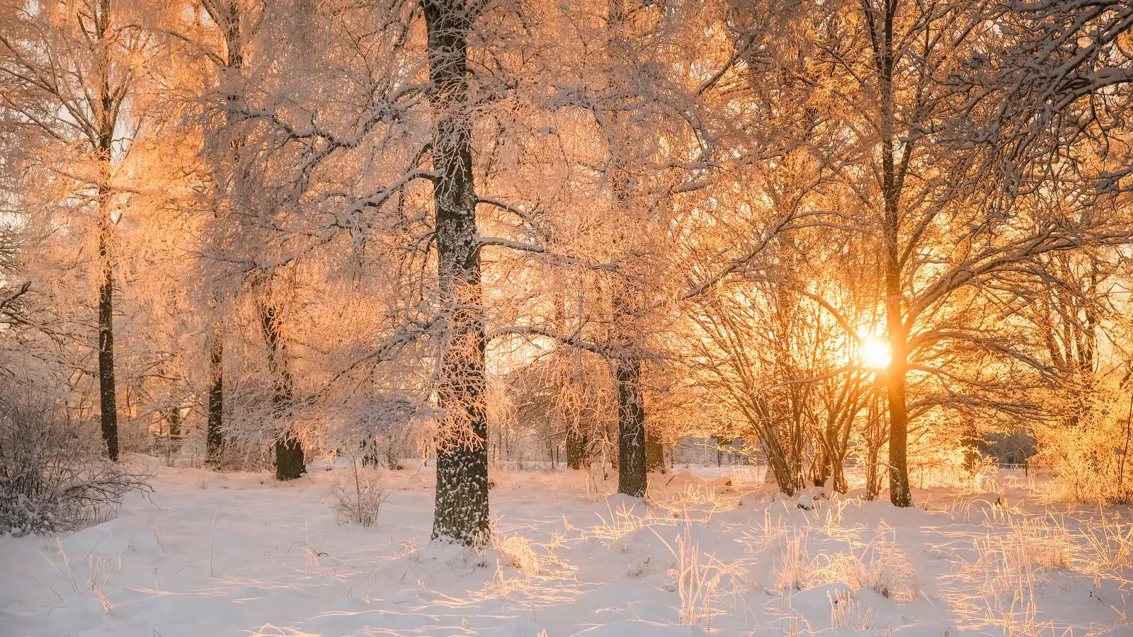 2025-12-21-OHR.SwedenSolstice_EN-US5470044971_UHD.jpg