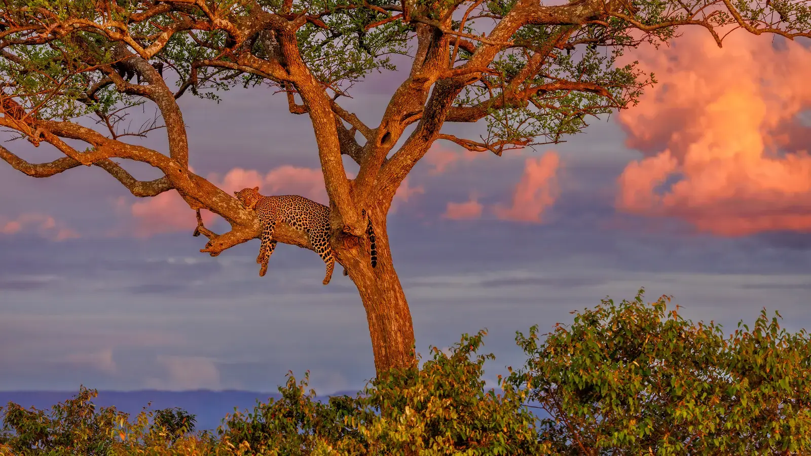 2026-05-03-OHR.MasaiLeopard_EN-US0388943780_UHD.jpg