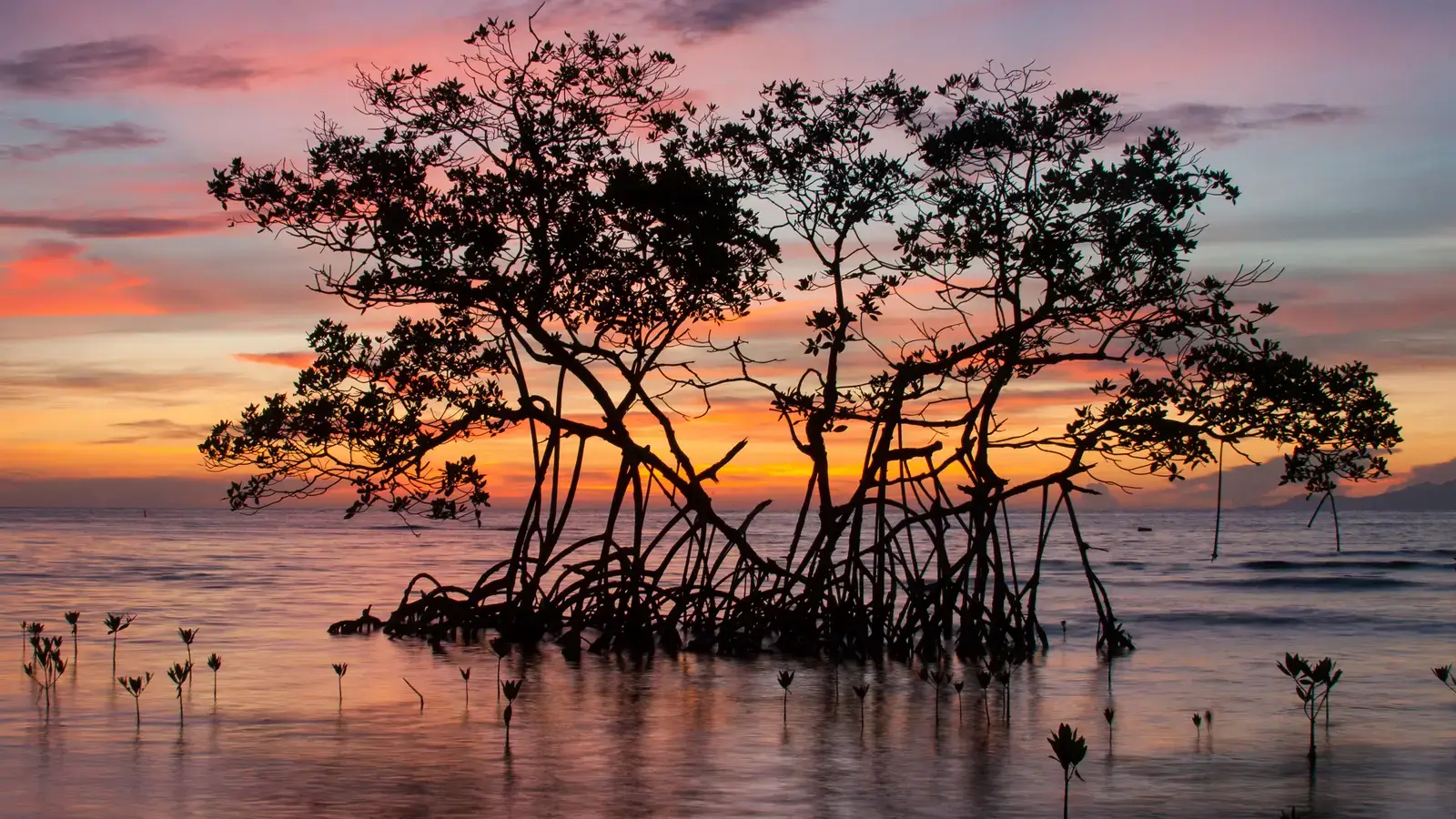 2026-07-26-OHR.RedMangroveSunrise_EN-US2034025633_UHD.jpg