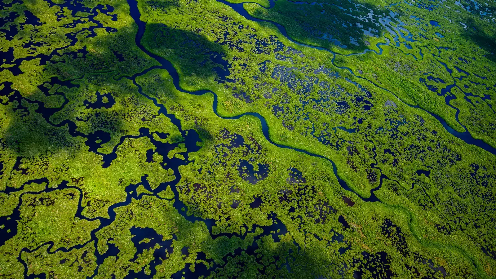 2026-05-31-OHR.EvergladesWetlands_EN-US8572465847_UHD.jpg