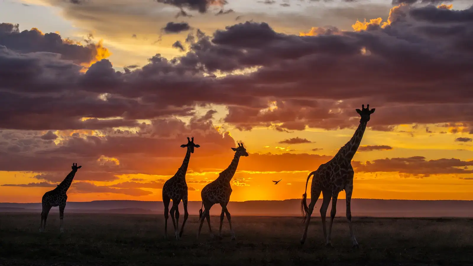 2026-06-30-OHR.MasaiGiraffe_EN-US2240704874_UHD.jpg