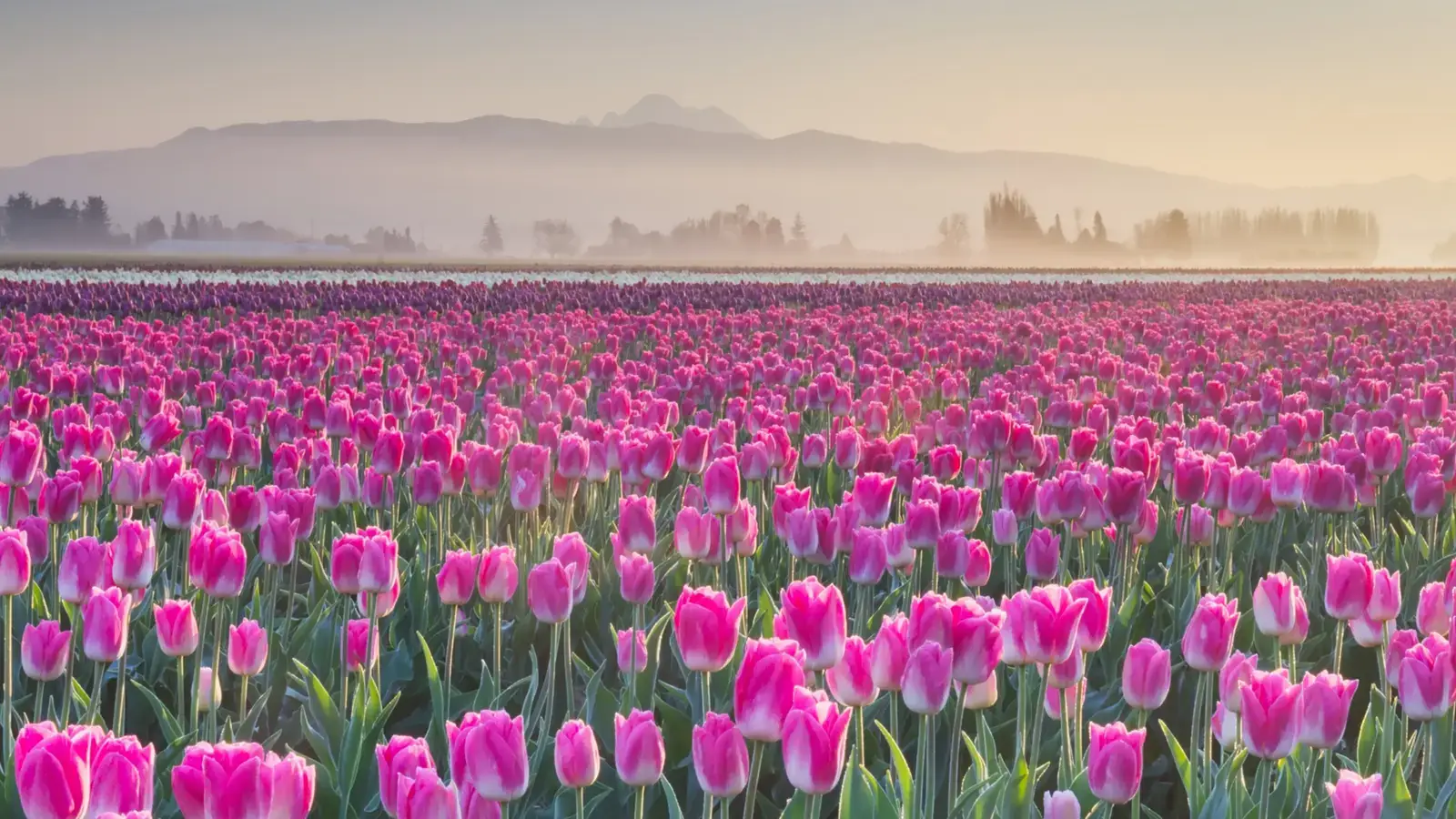 2026-04-16-OHR.SkagitTulips_EN-US8944602365_UHD.jpg