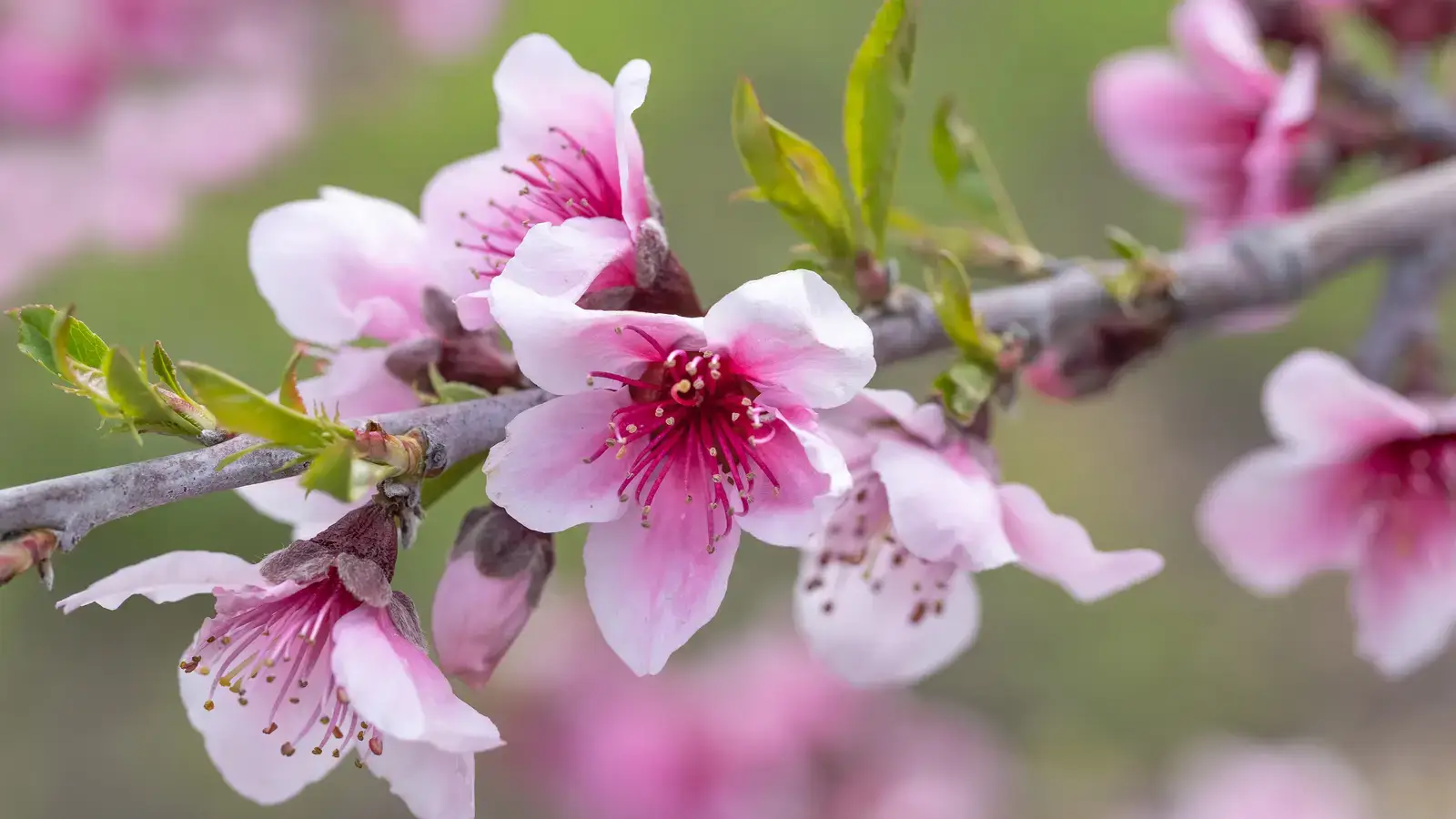 2026-04-26-OHR.AppleBlossoms_EN-US2396192691_UHD.jpg