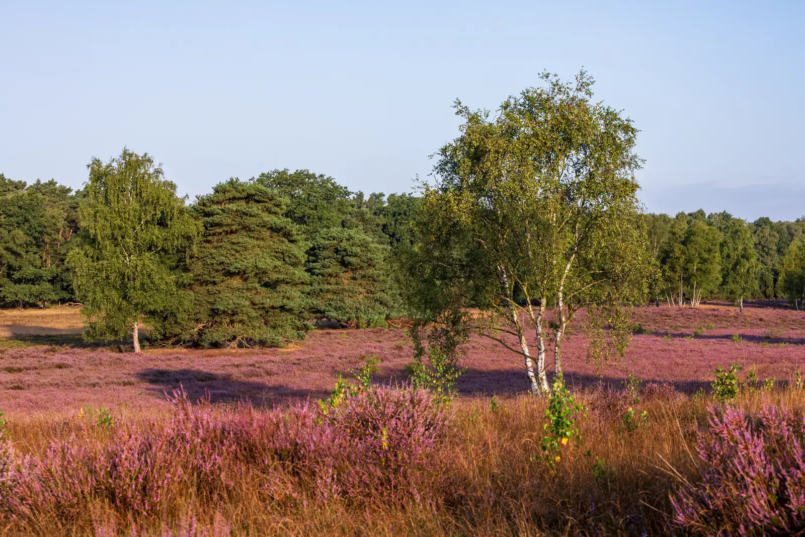 2026-07-17-Haltern_am_See%2C_Westruper_Heide_--_2025_--_8721.jpg